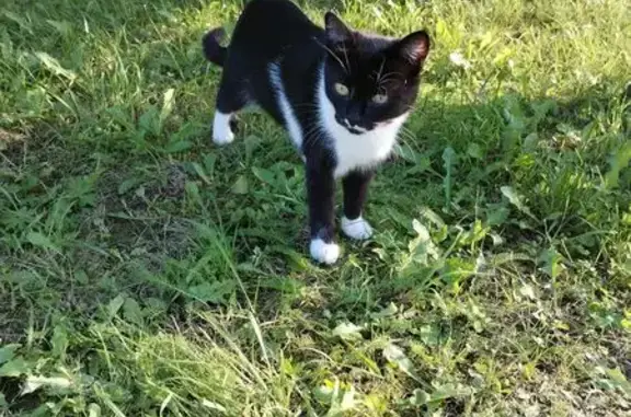 Найдена кошка, , фото: Найдена кошка на 61Н-372, Пронск