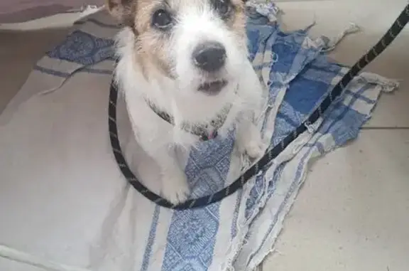 Найдена собака, Самара, фото: Найдена собака, ул. Парижской Коммуны 28