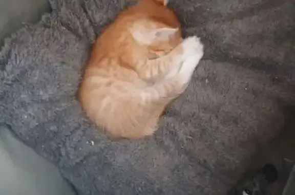 Пропал рыжий котенок, Юбилейная ул.