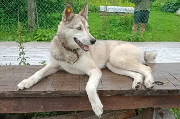 Пропала собака в Бурзянском районе, помощь!