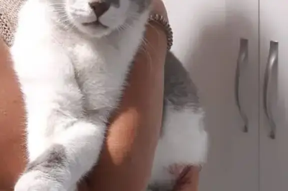 Кошка найдена на Военведе, Ростов-на-Дону