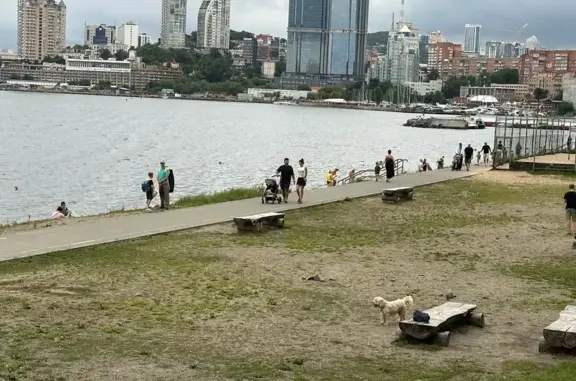 Найдена собака, Владивосток, фото: Собака найдена: ул. Лейтенанта Шмидта