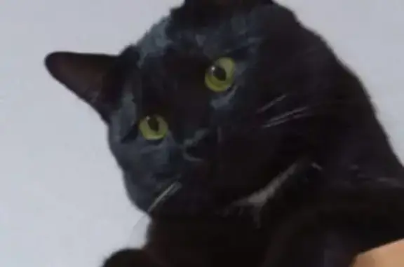 Пропала кошка, Бокситогорская, Находка