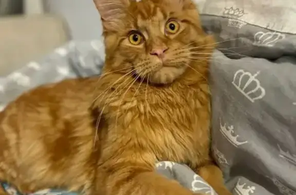 Кошки потеряшки, Чебоксары, фото: Потеряшка рыжая кошка, Эгерский бул., 43