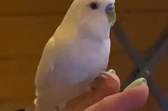 Потерянные животные Тверь, фото: Пропал белый попугай, Седова 2-й пр., 41