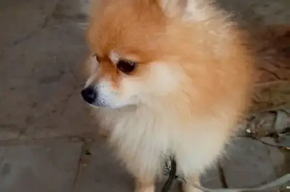 Найдена собака, Скопин, фото: Собака найдена: Пролетарская ул, 64, Скопин