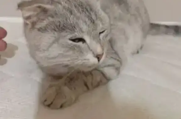 Найдена кошка, Альметьевск, фото: Кошка найдена: Гафиатуллина 43, Альметьевск