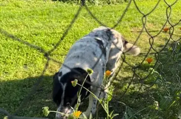 Найдена собака, Дмитрово-Черкассы, фото: Собака на Заводской, 26А, Дмитрово-Черкассы