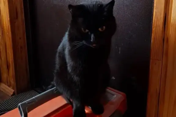 Кошки потеряшки, Кардоникская, фото: Потеряшка кошка на Первомайской, Кардоникская