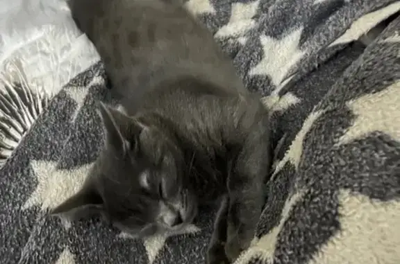 Кошки потеряшки, Нижневартовск, фото: Потеряшка кошка, ул. Чапаева 13/2, Н-Вартовск