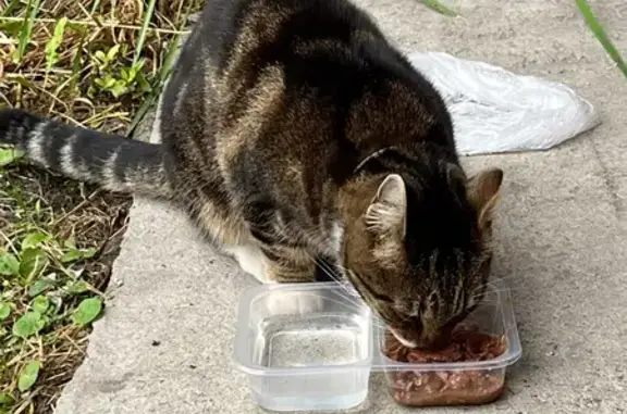 Найденные животные Петрозаводск, фото: Кошка найдена у Магнита, Белинского 15А