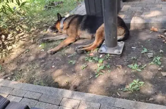 Найдена собака, Сочи, фото: Овчарка найдена на ул. Ленина, Сочи