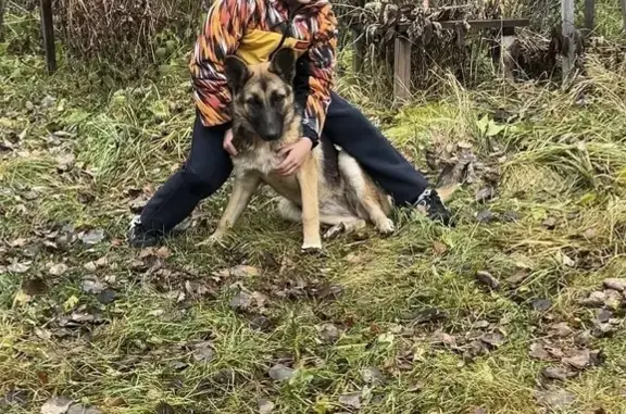 Пропала собака в Оверята, Пермский край