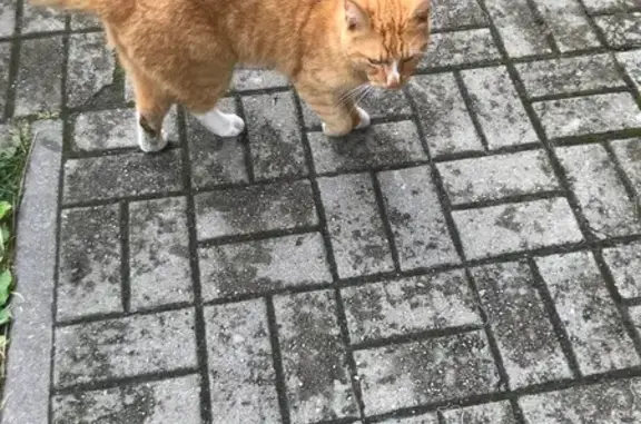 Кошка найдена: Виктора Денисова, 22, Калининград