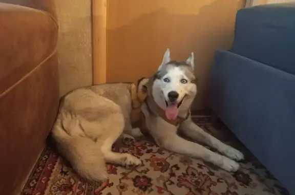 Собака найдена: ул. Седова 17к2, СПб