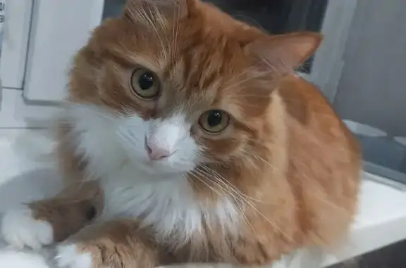 Пропала кошка, СНТ Горняк-1, Тула