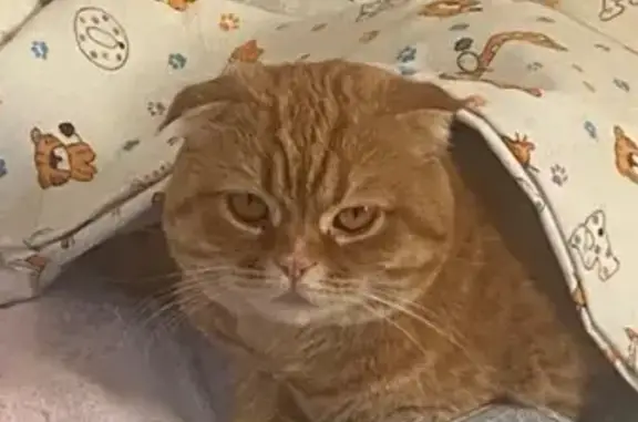 Кошки потеряшки, Белово, фото: Потеряшка кошка, Рождественская 51, Белово