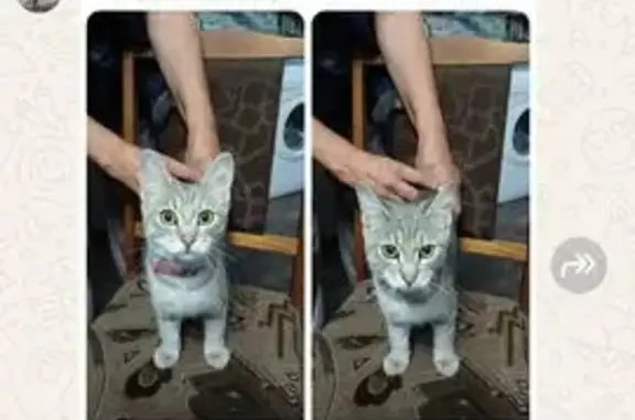 Кошка найдена в Кандалакше, Мурманская обл.