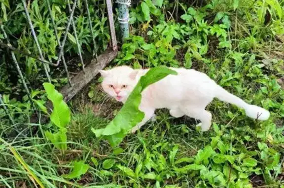 Кошка найдена: Строкина, 15А, Н. Новгород