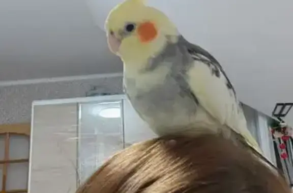 Потерянные животные Троицкое, фото: Пропал попугай Корелла, Троицкое А-392