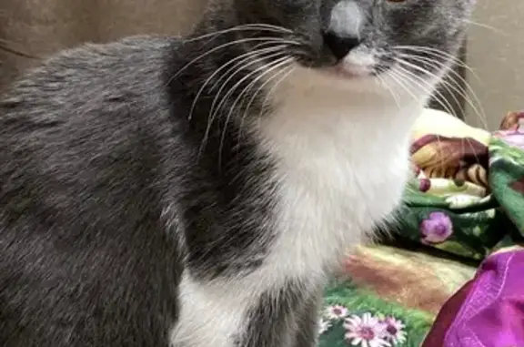 Кошки потеряшки, Волгоград, фото: Потеряшка кошка, шоссе Авиаторов, Волгоград