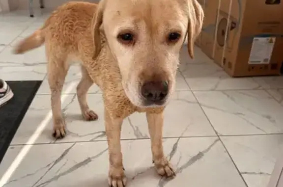 Собака найдена: Ленинградское ш., 228 к4