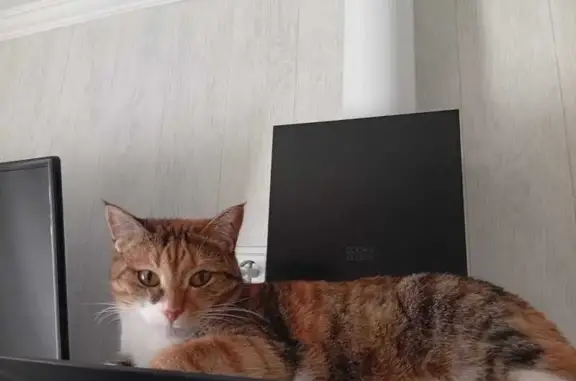 Кошки потеряшки, Оренбург, фото: Потеряшка кошка Кира, пр. Победы, 151, Оренбург