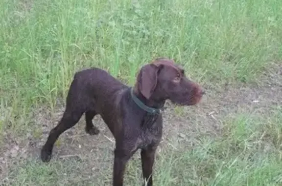 Пропала собака, Лесная ул., Нижегородская обл.