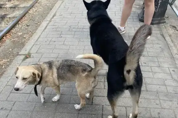 Собаки найдены: Ставропольская и Таманская