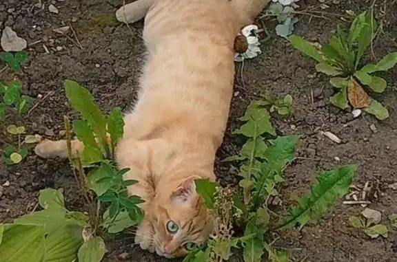 Кошки потеряшки, Чусовой, фото: Потеряшка кошка, ул. Чайковского 6Б, Чусовой