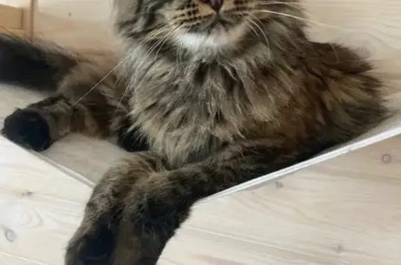 Пропала кошка, Ракомское с/п, Новгородская обл.