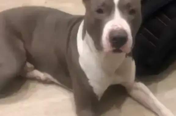 Найдена собака, Калининградская область, фото: Стаффорд найден в Солдатово, Калининград 