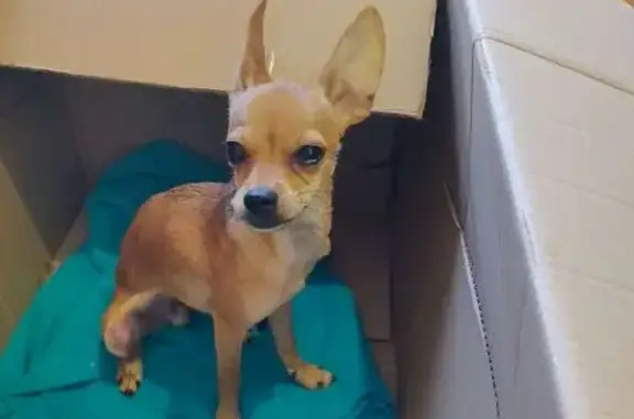 Найдена рыжая собака, Анапа, Краснодарский край