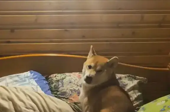 Собаки потеряшки, Московская область, фото: Потеряшка собака, Грибная ул., МО