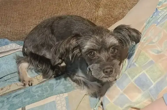 Собаки потеряшки, Калужская область, фото: Потеряшка собака, д. Михеево, Калужская обл.