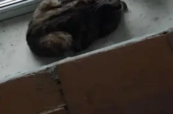 Найдена кошка, Тогучин, фото: Кошка найдена: Целинная ул., Тогучин