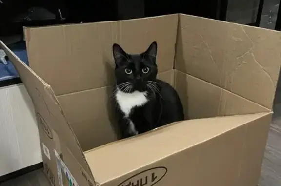 Кошки потеряшки, Владимир, фото: Потеряшка кошка, пр. Ленина 27, Владимир