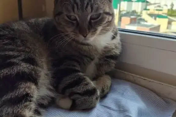 Найдена кошка, Сургут, фото: Серая кошка найдена на Есенина, 8, Сургут