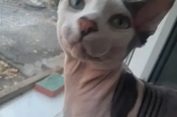 Сфинкс найден: ул. Д. Бедного, 17, Волгоград