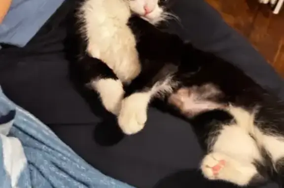 Потерянные животные Москва, фото: Пропала кошка, проезд Дежнёва, Москва