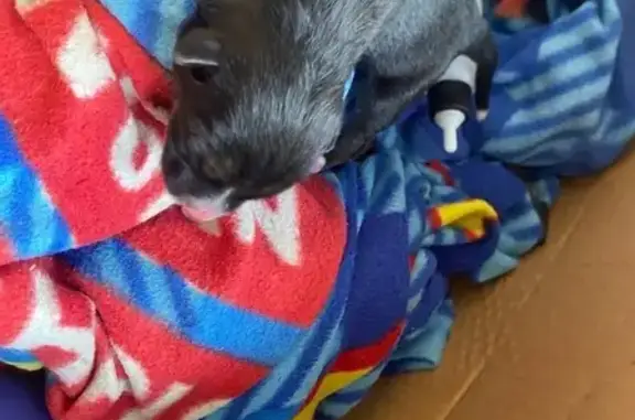 Найдена собака, , фото: Собака найдена: Уфа, Башкортостан