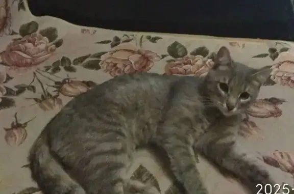 Кошка найдена на Краснофлотской, 28