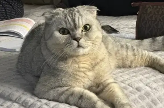 Пропала кошка, Павловское с/п