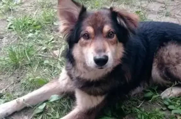 Собаки потеряшки, , фото: Потеряшка собака, ул. Горького 21, Туголесский Бор