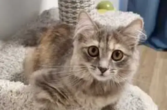 Кошки потеряшки, Загарское, фото: Потеряшка кошка Муся в садах 