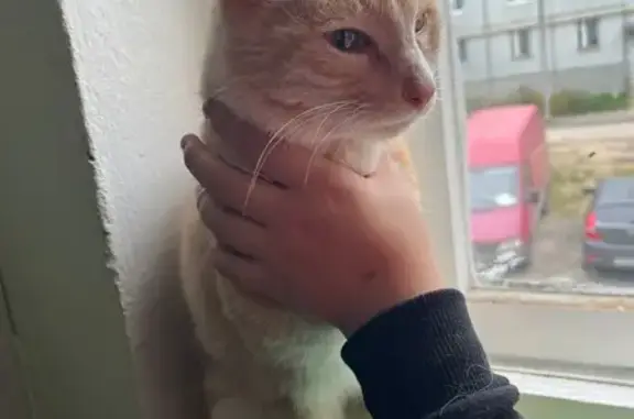 Найдена кошка, Сыктывкар, фото: Найдена кошка, Сыктывкар, Коми