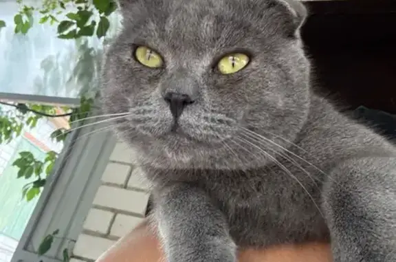 Кошки потеряшки, Буинск, фото: Потеряшка кошка Коржик, Набережная 11, Буинск