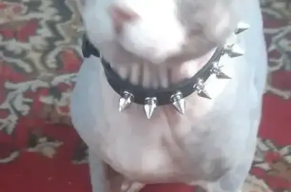 Найдена кошка, Кемеровская область, фото: Кошка Сфинкс найдена, Белово, Кемерово