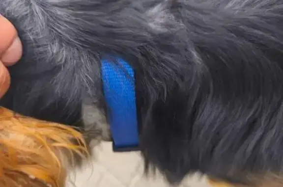 Найдена собака, Рязань, фото: Собака найдена: Солнечная ул., Рязань