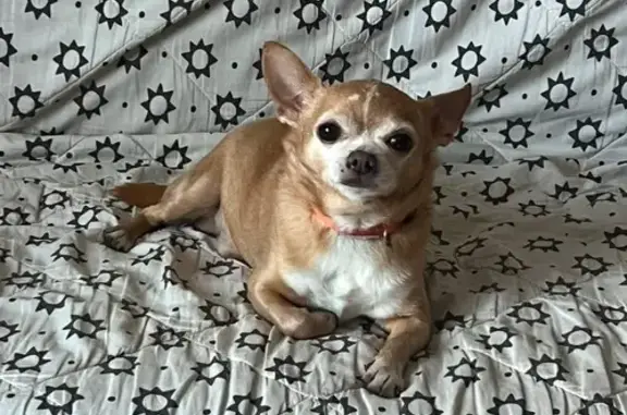 Пропала собака, Тверская обл.